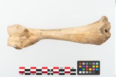 Foto von Tierknochen (NHMW-PRAE-002284)